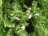 側柏毬狀花序1