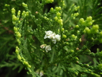 側柏毬狀花序2