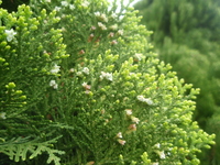 側柏毬狀花序3