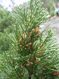 花頂生於小枝
