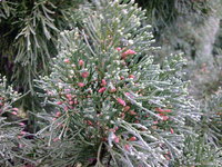 龍柏雄花1