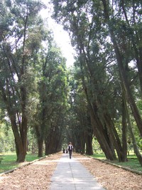 竹山熱帶植物園肖楠步道