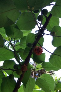 構樹果實1