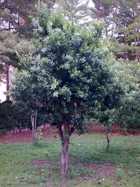 第三區-森林科標本園