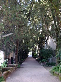 龍柏步道
