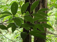 葉有明顯離基三出脈