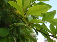 白飯樹花腋生
