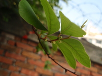 白飯樹花小