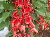 總狀花序