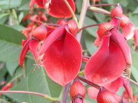 花朱紅色