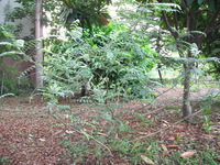 第三區-森林科標本園