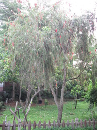 第三區-森林科標本園