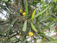 黃色小花
