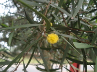頭狀花序