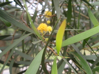 相思樹花