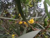 相思樹花1