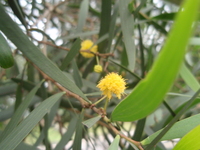 相思樹花2
