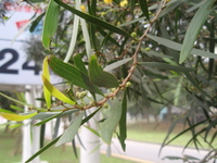 相思樹花苞