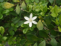 花白色