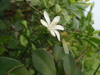 繖房花序