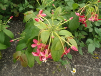 總狀花序