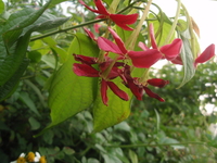 花紅色或粉紅色
