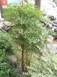 南天竹樹型直立
