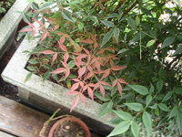 老葉轉紅