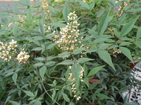 圓錐花序