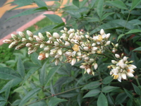 花序頂生