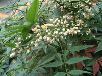 花小，白色