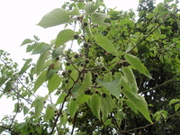 構樹雌花序
