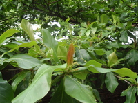 雄花為穗狀花序