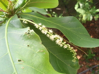 雄花居頂