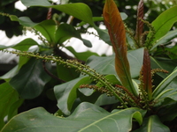 欖仁樹雄花花苞