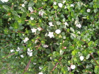 開花樹型