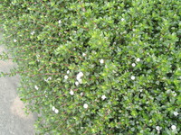 開白色小花