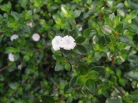 小花成喇叭狀