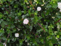 花白色1