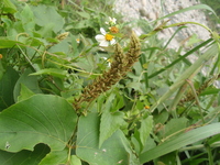 總狀花序