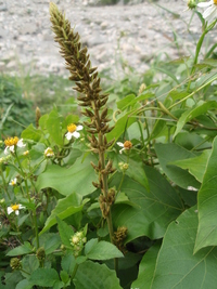 花序直立