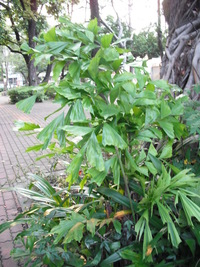 第一區-黑森林
