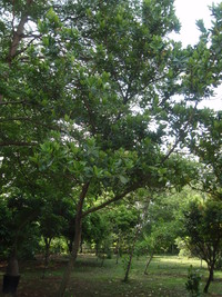第三區-森林科標本園