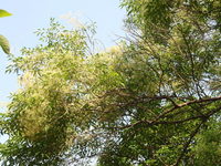 花灰白色