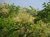 圓錐狀花序