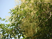 花密生