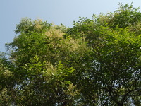 台灣白蠟樹花
