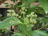 聚繖花序頂生