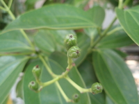 基部有殘存花被片襯托