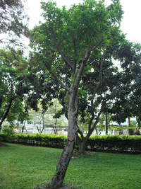 第三區-圖書館後方草坪